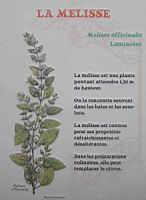 24 - Les plantes d'interieur en vogue au 19e - La melisse.jpg